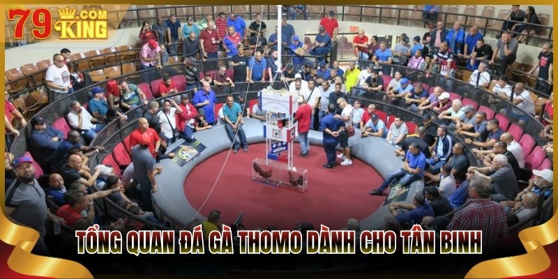 Tổng quan đá gà Thomo dành cho tân binh