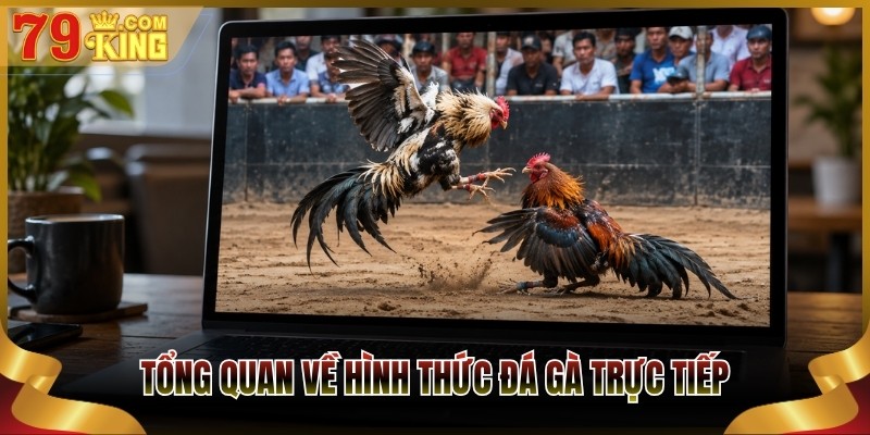 Tổng quan về hình thức đá gà trực tiếp